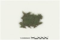 藏品(粗疣苔)的圖片